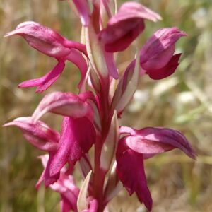 Anacamptis sancta