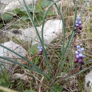 Muscari incostrictum