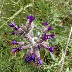 Anchusa undulata subsp. hybrida