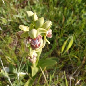 Ophrys umbilicata subsp. attica