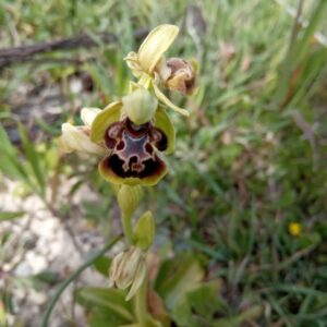 Ophrys umbilicata subsp. attica