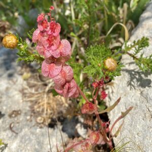 Rumex cyprius