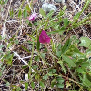 Vicia angustifolia