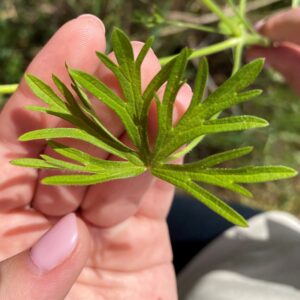 Geranium dissectum leaf