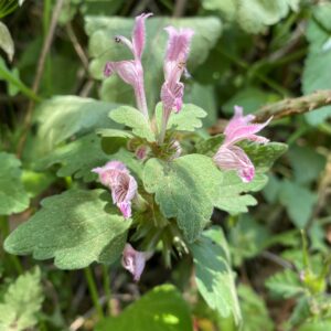 Lamium garganicum subsp. garganicum
