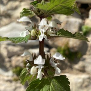 Lamium moschatum subsp. micranthum