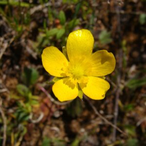 Ranunculus cytheraeus