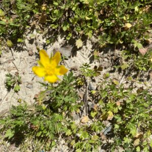 Ranunculus millefoliatus subsp. leptaleus
