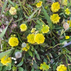 Trifolium campestre subsp. campestre