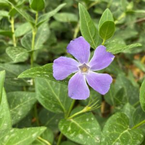 Vinca major