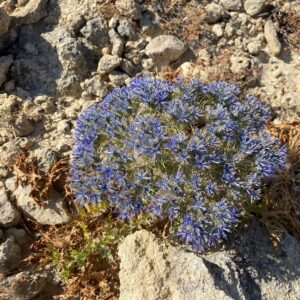 Cardopatium corymbosum