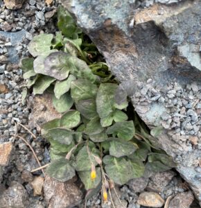 Crepis fraasii subsp. fraasii leaves