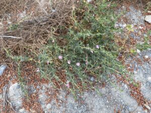 Ononis spinosa subsp. leiosperma