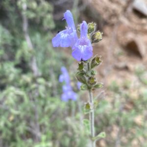 Salvia fruticosa - Flowers