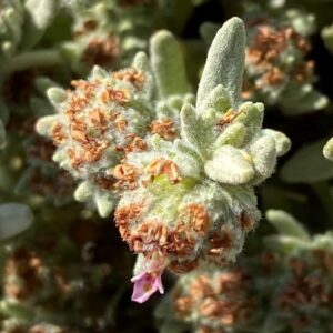 Teucrium micropodioides