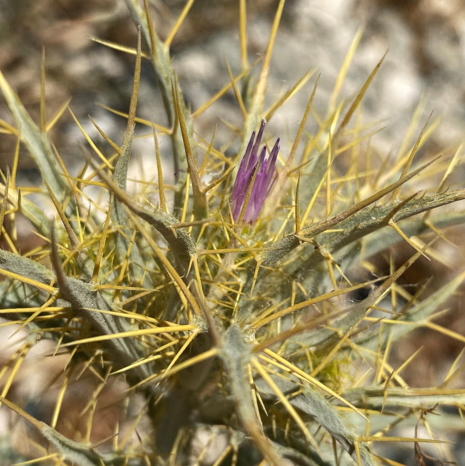 Picnomon acarna — Flora of Cyprus