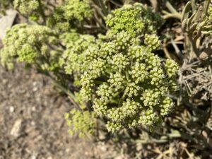 Crithmum maritimum
