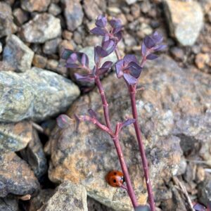 Euphorbia cassia subsp. rigoi - Leaves