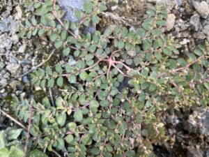 Euphorbia prostrata