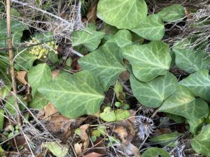 Hedera pastuchovii subsp. cypria
