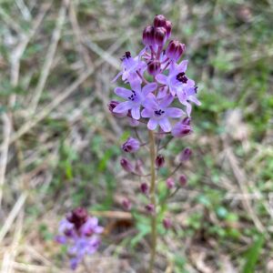 Scilla autumnalis