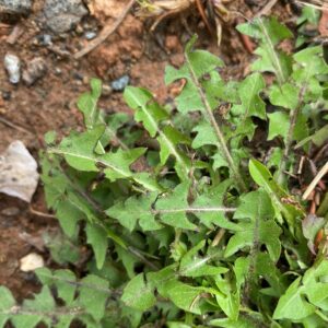 Taraxacum hellenicum leaves