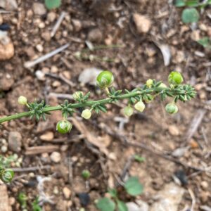 Asparagus acutifolius