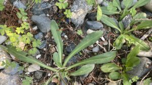 Bellis sylvestris leaves