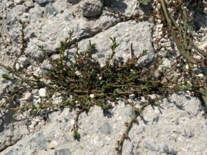 Polygonum aviculare