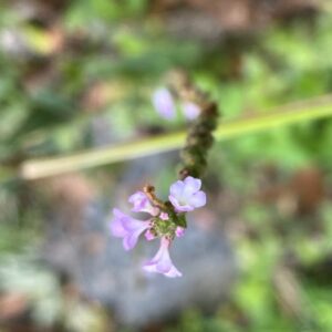 Verbena officinalis flowers