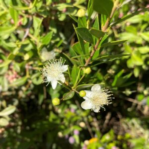 Myrtus communis