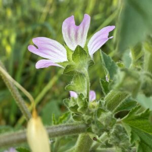 Segments of the epicalyx partly united