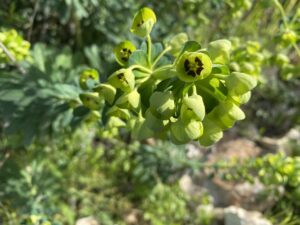 Euphorbia thompsonii