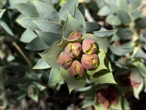 Euphorbia veneris Buds