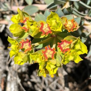 Euphorbia veneris