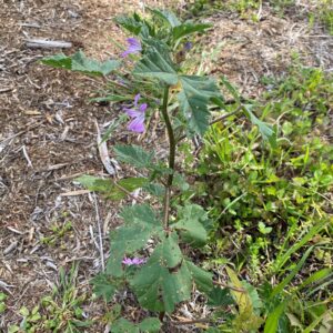 Malva multiflora
