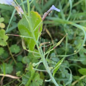 Raphanus raphanistrum