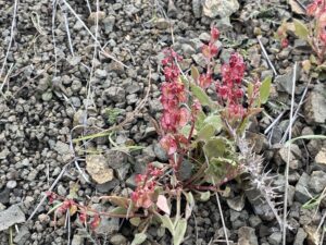 Rumex cyprius