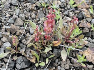 Rumex cyprius