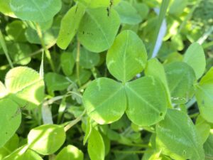 Trifolium clypeatum leaves