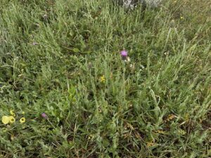 Carduus argentatus subsp. acicularis