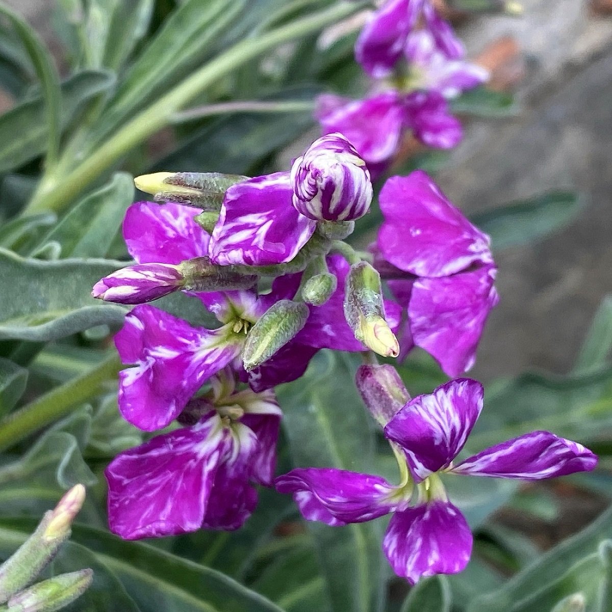 Matthiola incana — Flora of Cyprus