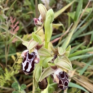 Ophrys kotschyi