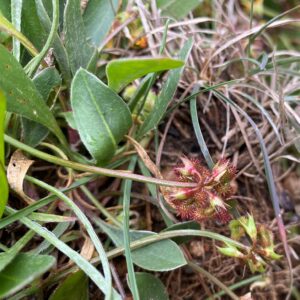 Scorpiurus muricatus