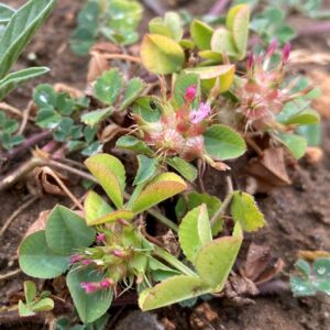 Trifolium spumosum