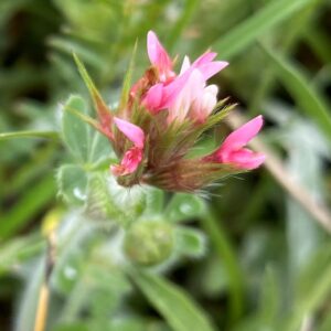 Trifolium stellatum