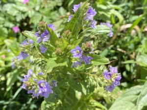 Veronica anagallis-aquatica Kykkos (2)