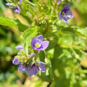 Veronica anagallis-aquatica