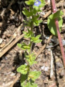Veronica arvensis Kykkos Pedicels not exceeding 2mm