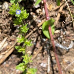 Veronica arvensis Kykkos main